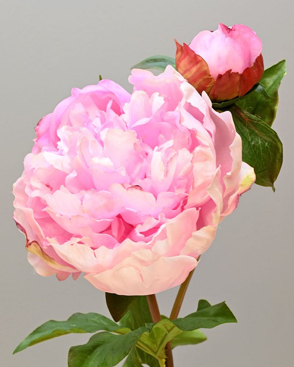 Peony