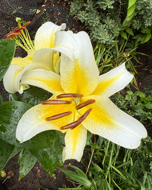 Lily
