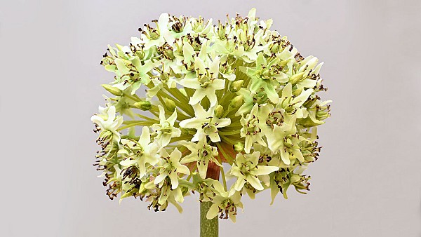 Allium