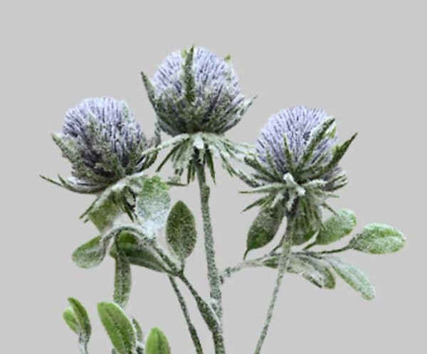 Thistle