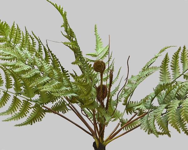 Fern