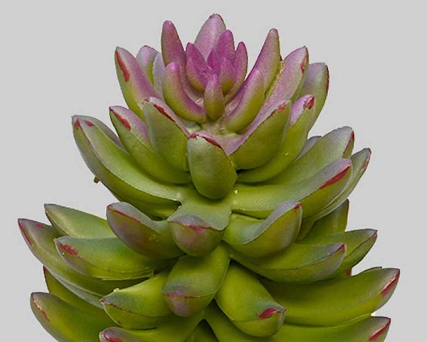 Succulents