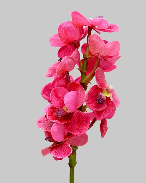 Orchid - Vanda