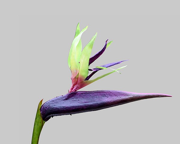 Bird of Paradise