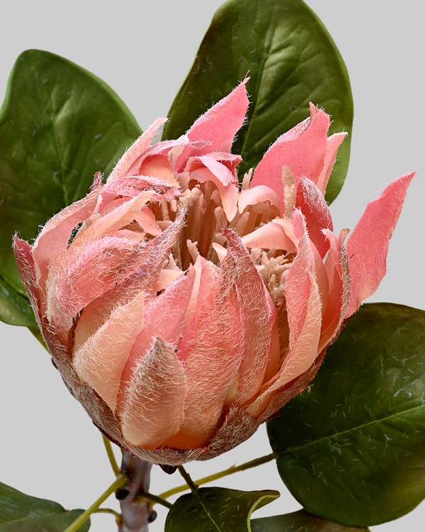 Protea
