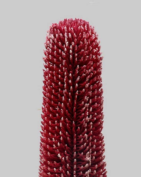Banksia