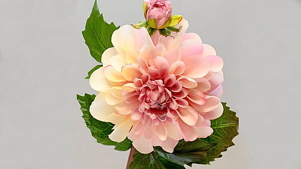 Dahlia