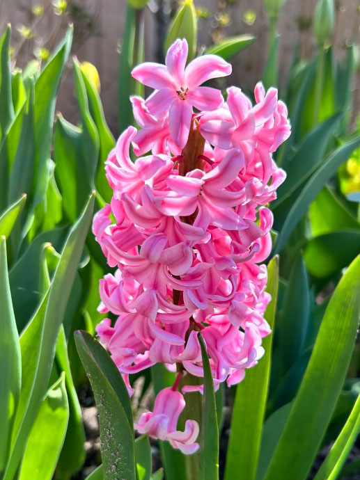 Hyacynth5