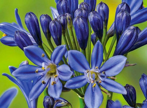 agapanthus-3