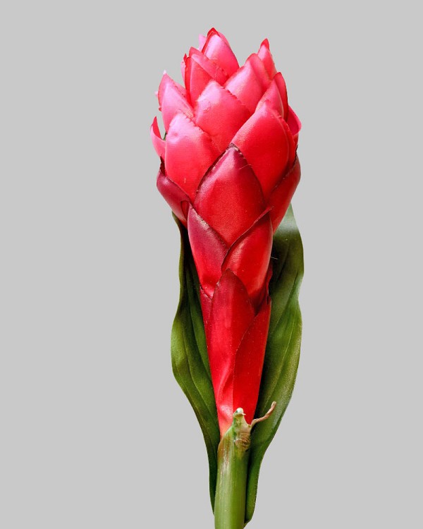 Ginger-Cone5