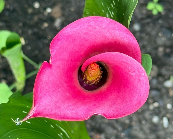 Calla2