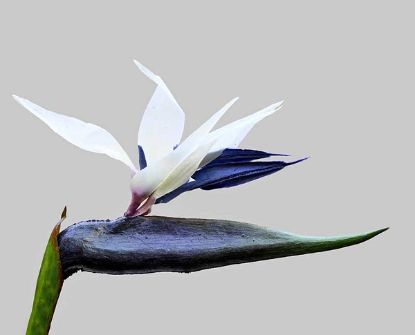 Birds-of-Paradise-2
