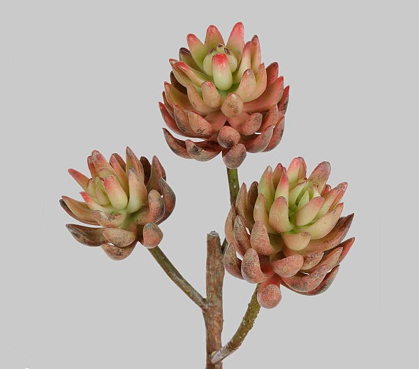 SUcculent-5