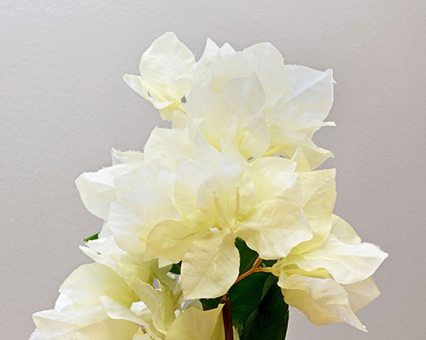 Bourgainvillea3