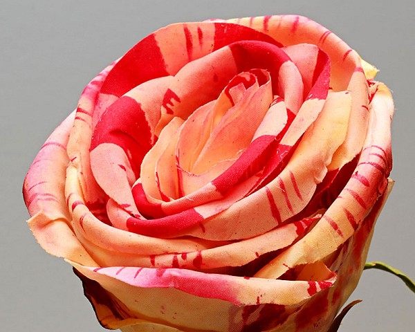 Roses1