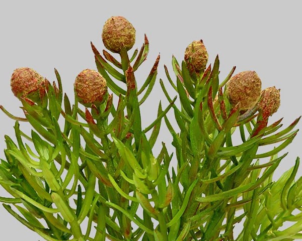 Succulent-3
