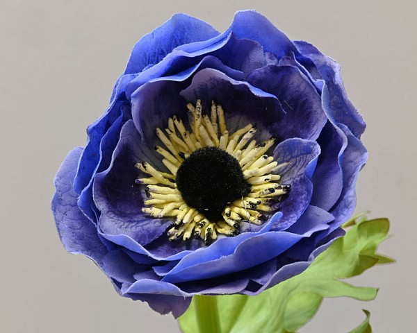 Anenome4