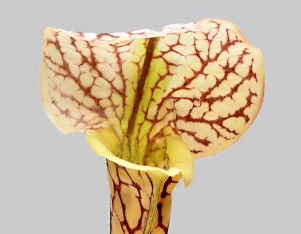 Pitcher-Plant-2