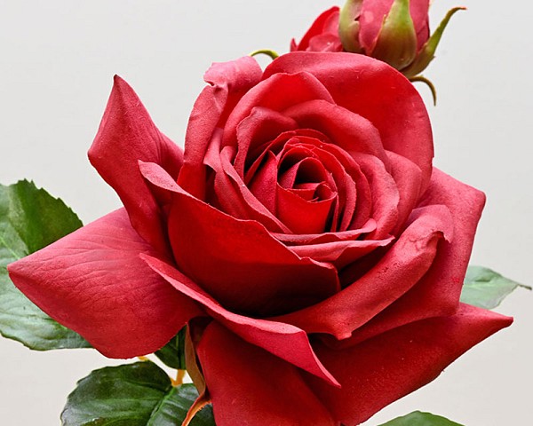 Roses3