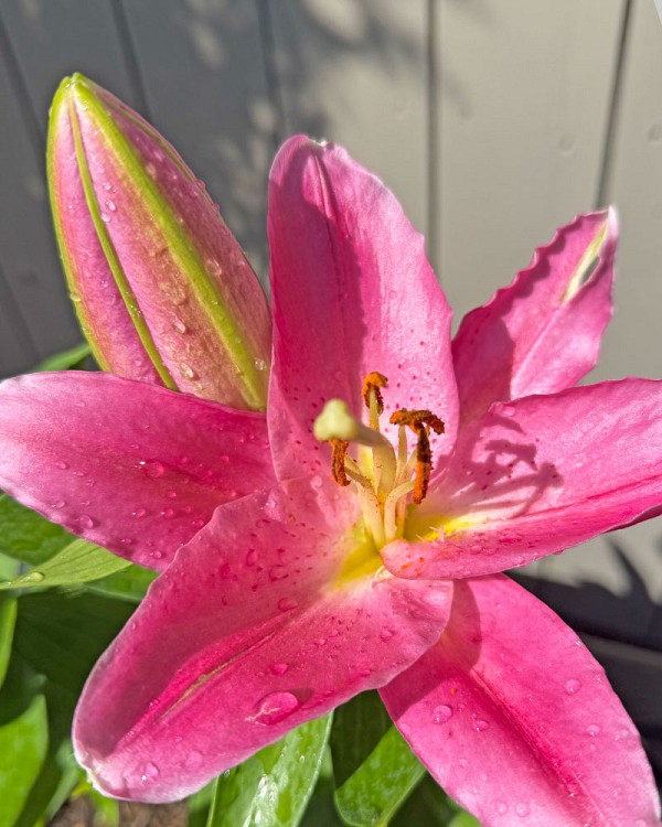 Lilly2