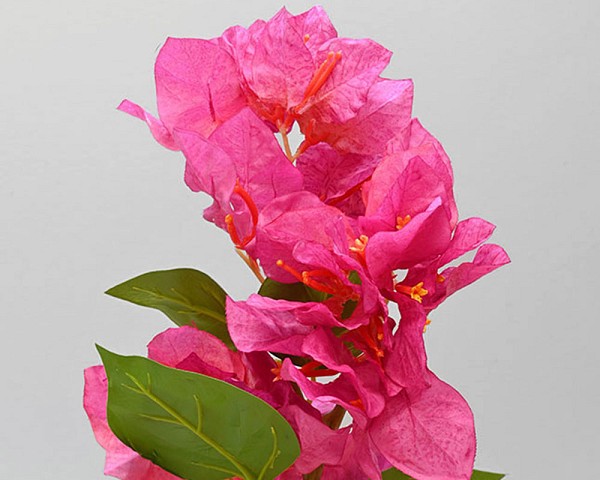 Bourgainvillea1jpg