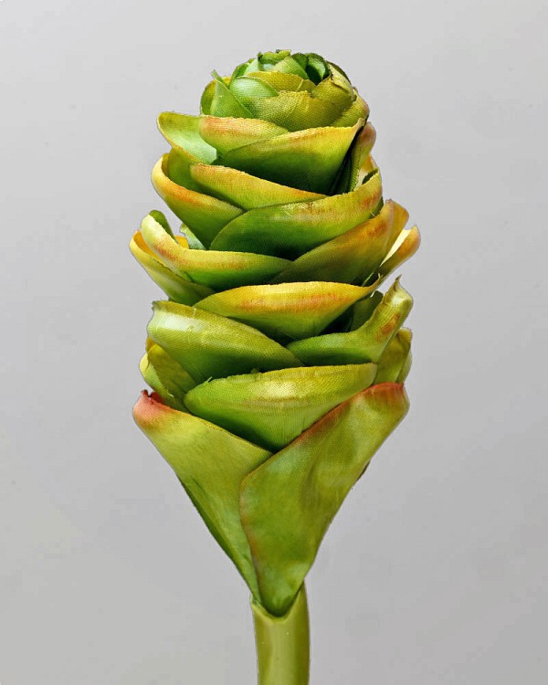 Ginger-Cone2
