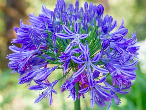 agapanthus-2