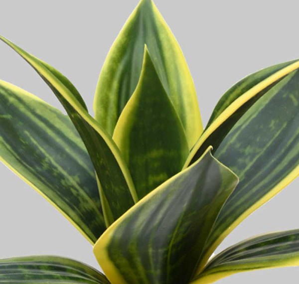 Succulent-6