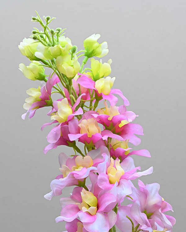 Delphinium3