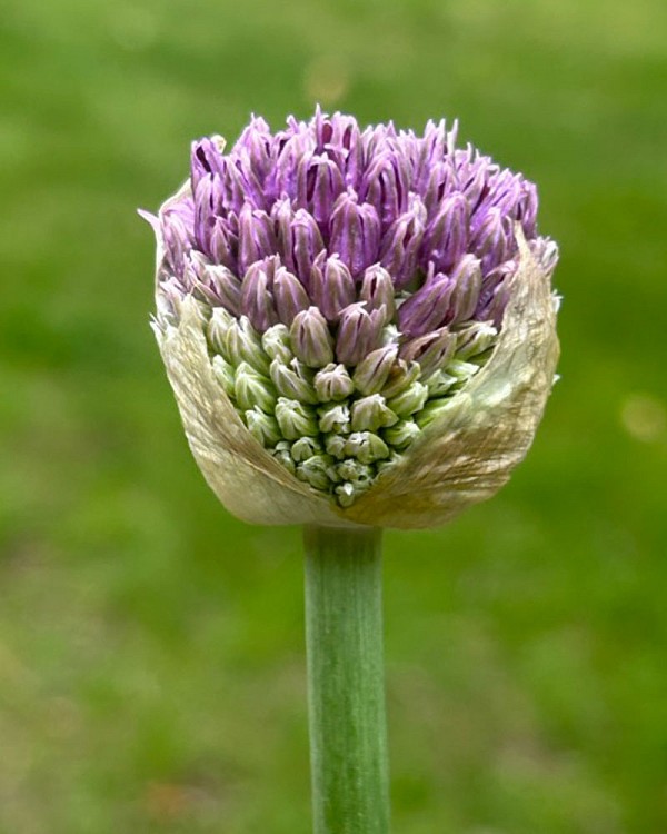 Allium1