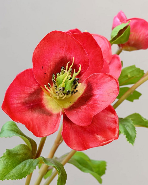 Hellebore5