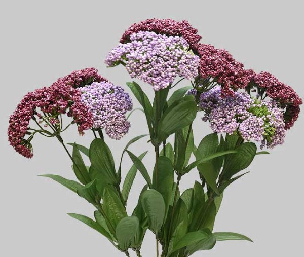 Queens-Anne-Lace-2