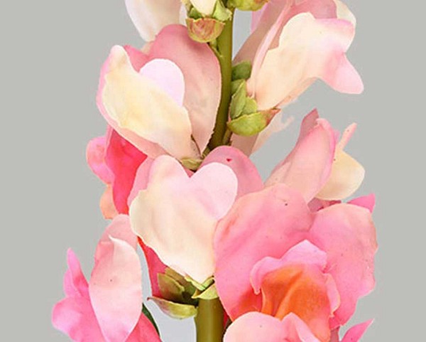 Snapdragon-3