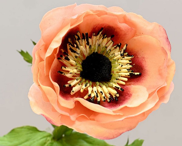 Anemone3