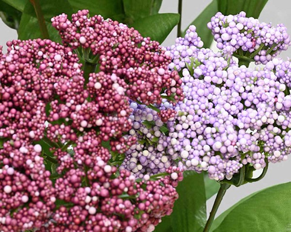 Queens-Anne-Lace-1