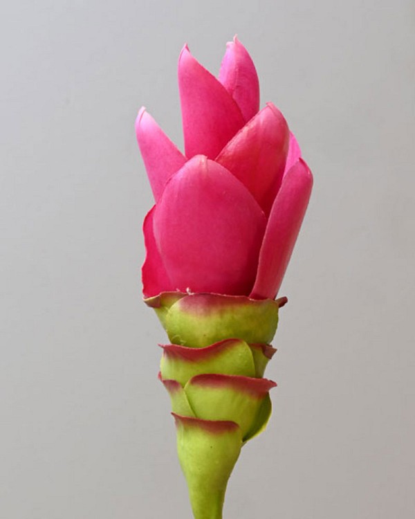 Ginger-Cone1