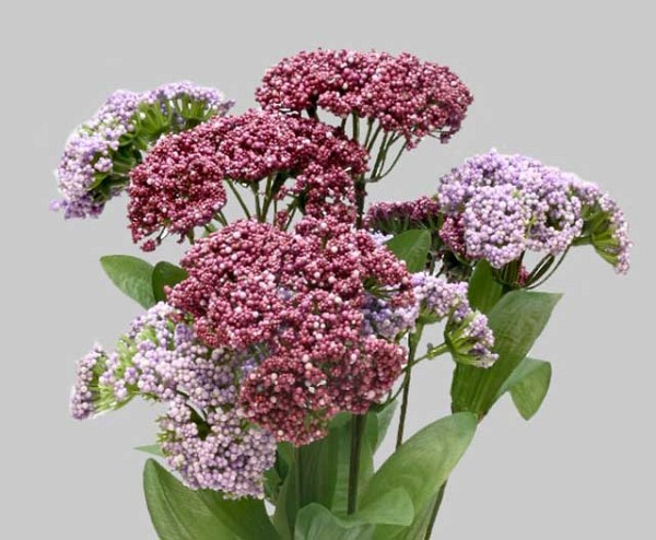 Queens-Anne-Lace-3