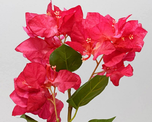 Bourgainvillea2