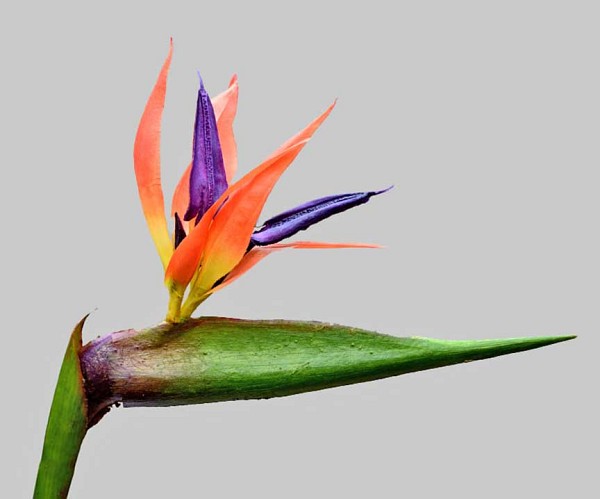 Birds-of-Paradise-1