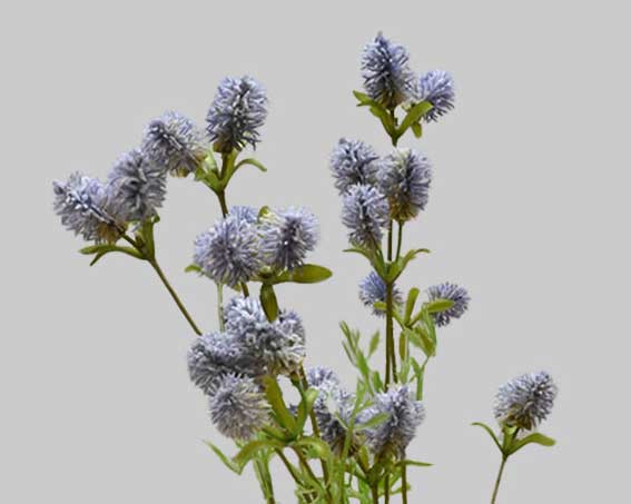Thistle-3
