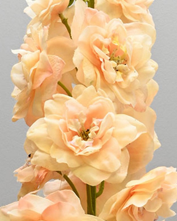 Delphinium2