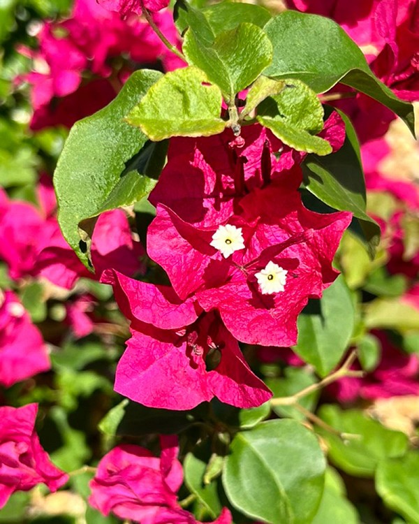 Bougainvillea