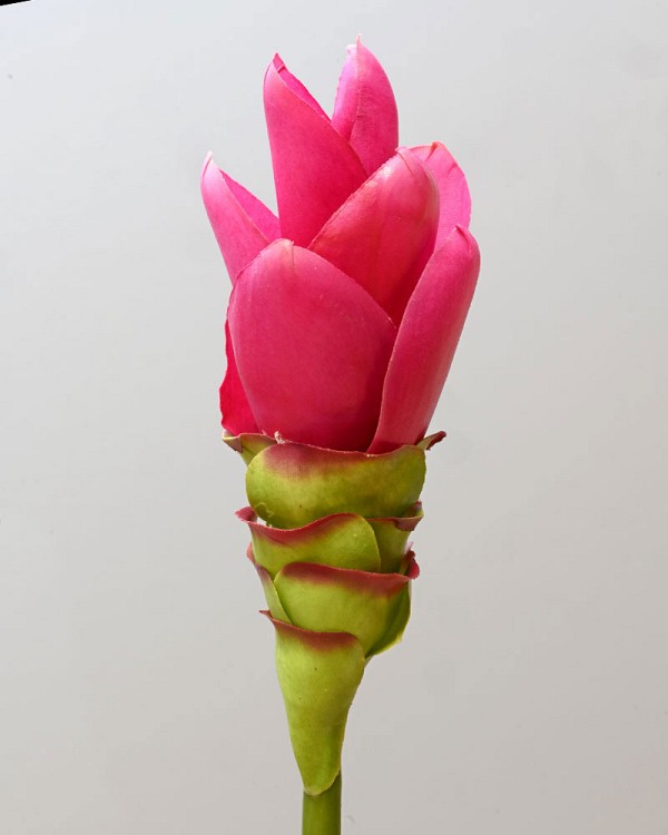 Ginger-cone3