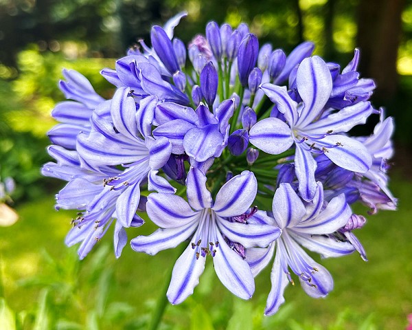 Agapanthus1