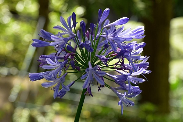 agapanthus-3