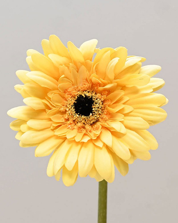 Gerbera1
