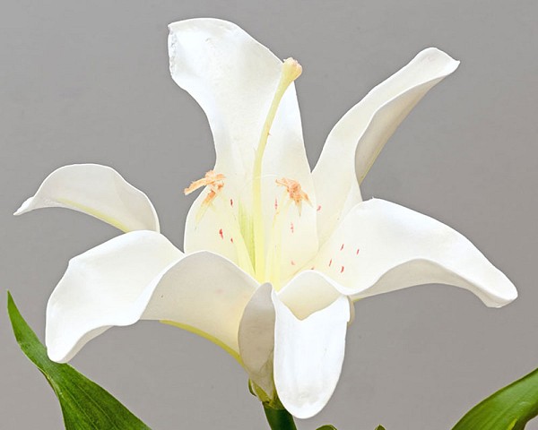 Lilly4