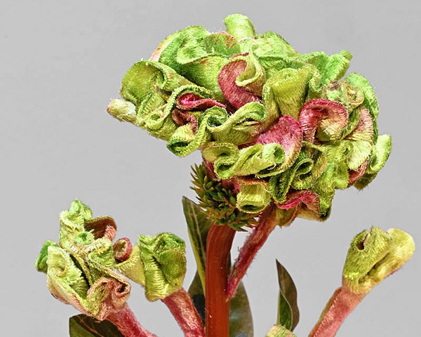 Celosia2