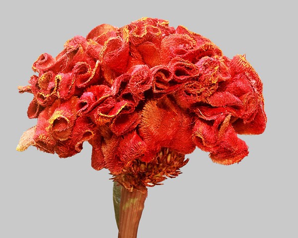 Celosia1