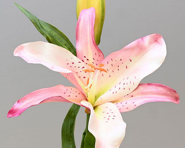 Lilly3